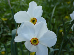 Narcissus poeticus 'Actaea'